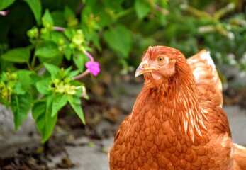 Gallina, Henz, galinha