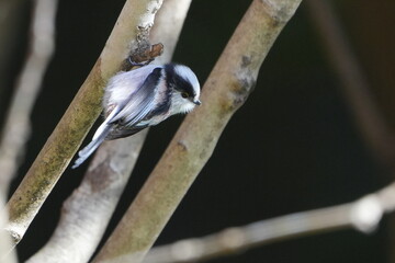long tailed tit in a forest