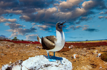 Blue-footed Booby (Sula nebouxii) endemic to Galapagos islands. Marine bird Sula in tropical animal...