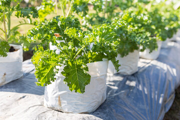 Fresh Kale growing in organic garden, healthy food, outdoor day light