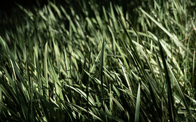 Obraz premium hautes herbes