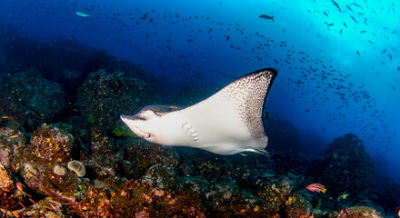 Black spotted eagle rays swimming in tropical underwaters. Mobula ray in underwater world....