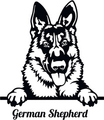 Fototapeta premium German Shepherd - Color Peeking Dogs - breed face head isolated on white