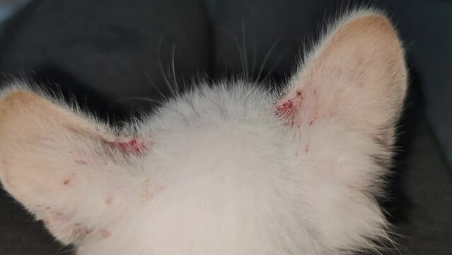 Close-up of a sick kitten that appears to be itchy in the ears from ringworm disease. needs vet