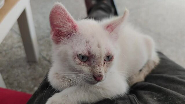 Sick kitten