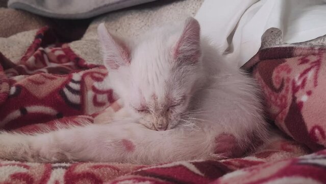 itchy Sick kitten losing hair