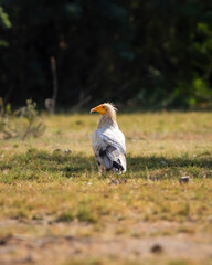 Egyptian vulture or Neophron percnopterus bird in natural green background and in shade of tree during winter migration at tal chhapar blackbuck sanctuary rajasthan India asia