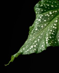 leaf with water drops