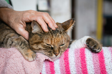 The owner's hand strokes a sad tabby cat with a bandaged paw lying on her feet