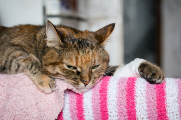 A sad tabby cat with a bandaged paw lies on the feet of its owner