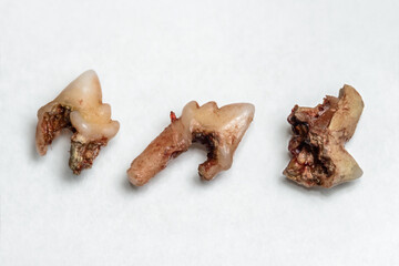 Sick cat teeth with rotten roots and tartar (dental calculus) removed by a veterinarian dentist