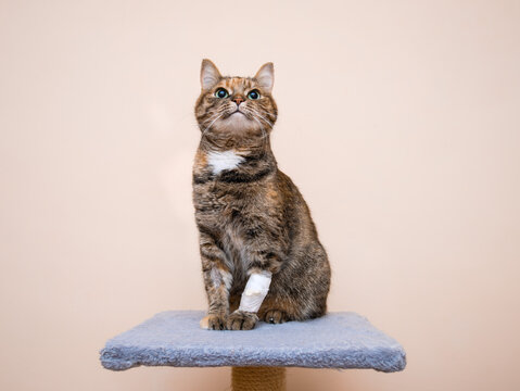 Tabby cat sits on a soft cat stand with a bandaged paw on which an injection catheter is installed