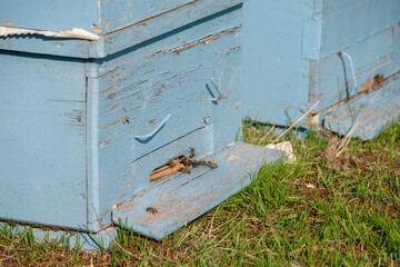 Bees Moving In And Out Of A Traditional Beehive
