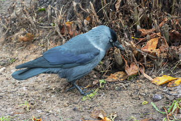 Eurasian monedula corvus, Foraging Near Tree Among Autumn Leaves