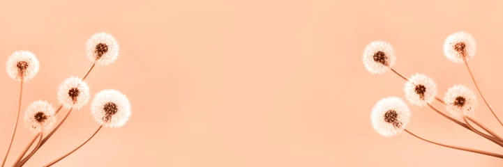 Fotobehang Pantone 2024 Peach Fuzz Soft fluffy dandelions with white seeds on a peach fuzz background with space for text. Copy space. Banner. Trendy color of year 2024 - Peach Fuzz.