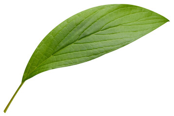 Mango leaf isolated on white background