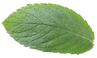 Obraz premium Mint leaf isolated