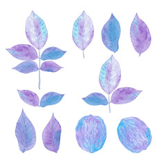 Hand drawn watercolor purple and blue walnut and leaves set isolated on white background. Can be used for card, label, banner and other printed products.