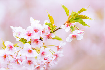 	咲き誇る河津桜のクローズアップ