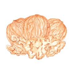 Hand drawn watercolor walnut composition isolated on white background. Can be used for card, label, banner and other printed products.