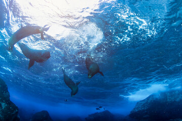 Galapagos fur seal (Arctocephalus galapagoensis) swimming in tropical underwaters. Lion seal in...