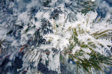 White hoarfros with green needles. Nature Winter background with snowy pine tree branches. Pine tree in huge hoarfrost outdoors in Winter forest. Beauty in nature.  Frozen plants after snowfall.