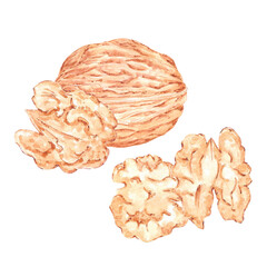 Hand drawn watercolor walnut composition isolated on white background. Can be used for card, label, banner and other printed products.