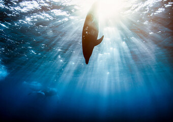 Dolphin (Delphinidae) mammal swimming in tropical underwaters. Silhouette Dolphin in underwater...