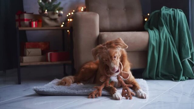 A Nova Scotia Duck Tolling Retriever dog sports festive reindeer antlers, embracing the holiday spirit beside a decorated Christmas tree