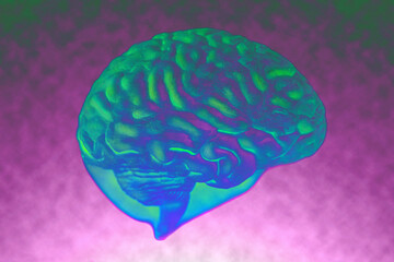 Human brain anatomical model closeup