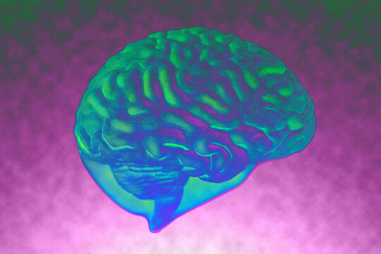 Human brain anatomical model closeup