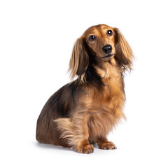 Cute smooth longhaired Dachshund dog aka teckel, sitting up side ways. Looking towards camera. Isolated on a white background.