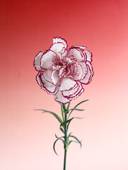 A Mother's Day flower carnation