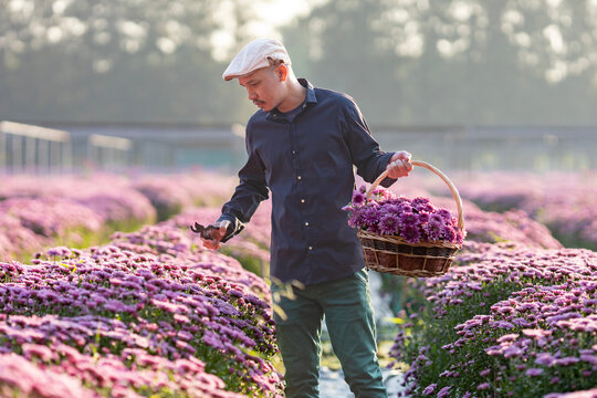 Asian farmer and florist is cutting purple chrysanthemum flower using secateurs for cut flower business for dead heading, cultivation and harvest season concept