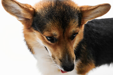 Pembroke Welsh Corgi portrait isolated on white studio background with copy space, purebred dog