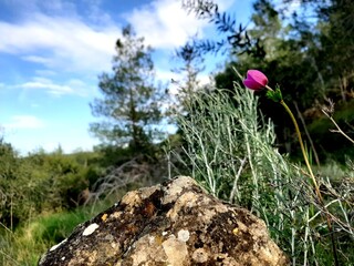 Athalassas Park Nicosia Cyprus Outdoor Travel Sights - flowers in the mountains