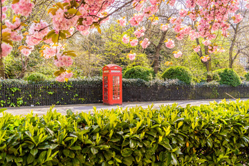 Red phone box and cherry blossom, South Kensington, London, England, UK