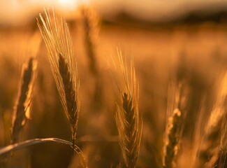 Countryside/field background, wheat leaves macro photography