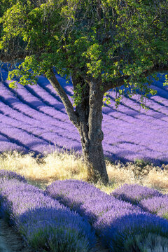 France, Provence-Alpes-Cote d'Azur, Aurel, a tree surrounded by lavender