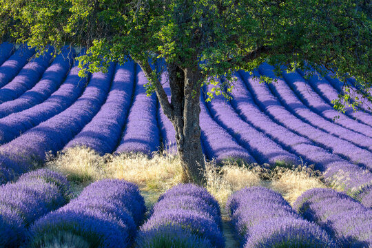 France, Provence-Alpes-Cote d'Azur, Aurel, a tree surrounded by lavender