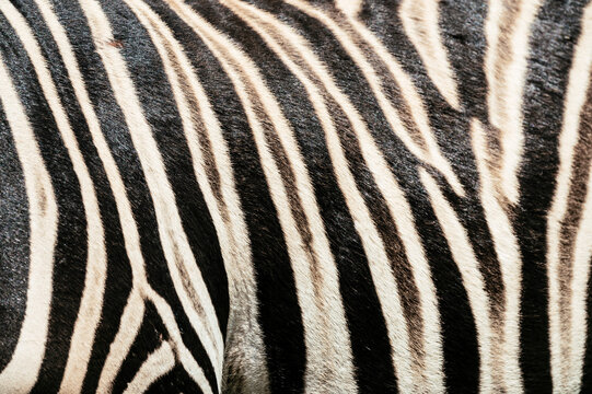 Detail of Burchell&sbquo;&Auml;&ocirc;s Zebra hide, Addo Elephant National Park, Eastern Cape, South Africa