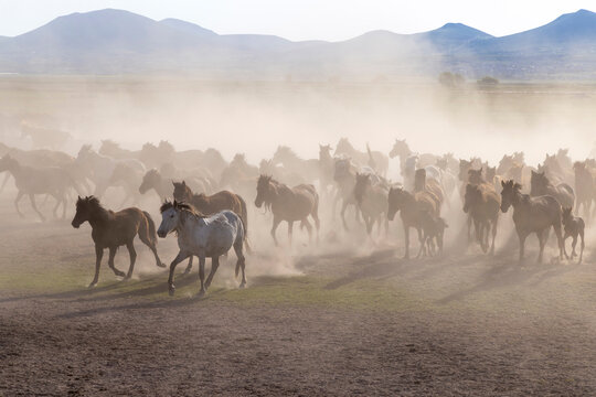 Yilki horses, Cappadocia, Nevsehir Province, Central Anatolia, Turkey