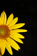 Fototapeta premium A sun flower on a black background 