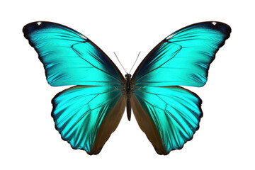 Turquoise Butterfly Isolated On Transparent Background