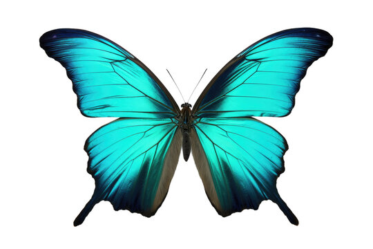 Butterfly Image Isolated On Transparent Background