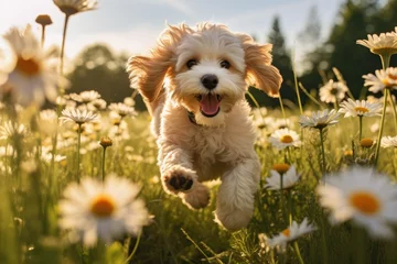 Foto op Plexiglas A cockapoo puppy running through a field of daisies © furyon