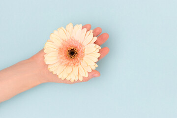 Female hand hold beige gerbera flower on a blue background. Natural beauty concept with copy space.