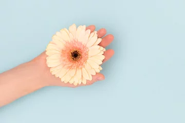 Foto op Plexiglas Female hand hold beige gerbera flower on a blue background. Natural beauty concept with copy space. © rorygezfresh