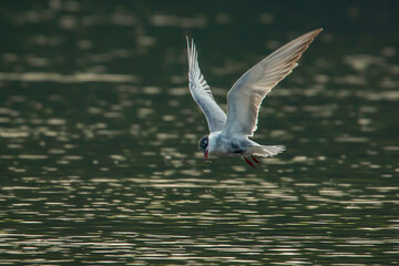 A whiskered tern Chlidonias hybrida hovering on water, searching for small fish, natural bokeh background - obrazy, fototapety, plakaty