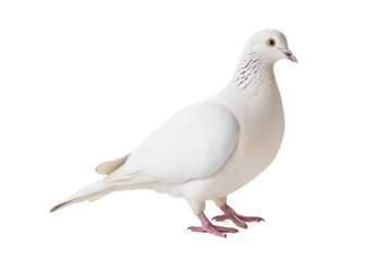 White Dove Isolated On Transparent Background